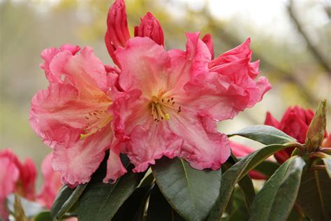 Even when we cannot see or feel him, the lord never leaves our side. The rhododendron in my front yard. Taken 4/12/12. Named ...