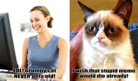 So Very Sick Of Grumpy Cat Nfl Funny Grumpy Cat Stupid Meme