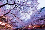 上野恩賜公園上野櫻花祭 | Travel Japan - 日本觀光局（官方網站）