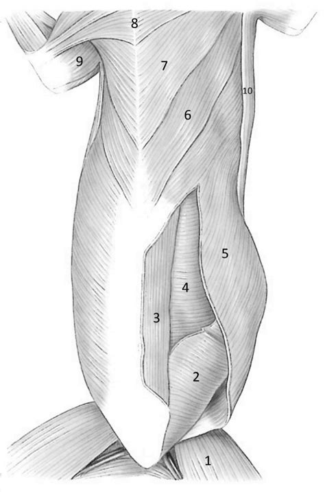 Cat Dissection Superficial Muscles Of The Abdomen Ventral View