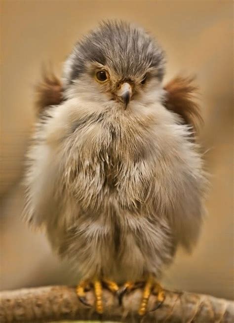 A Very Fluffy Little Baby Bird Fluffy Animals Animals Birds