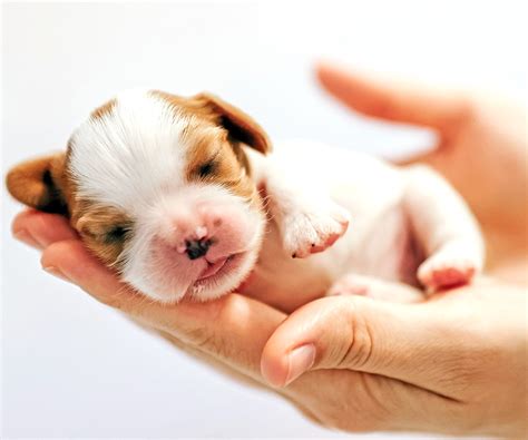 How Long Can A Newborn Puppy Go Without Eating