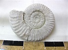 Italy-Ammonite-3a.jpg for sale