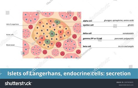 Islets Langerhans Endocrine Cells Secretion Endocrine Stock Vector Royalty Free 2207925631