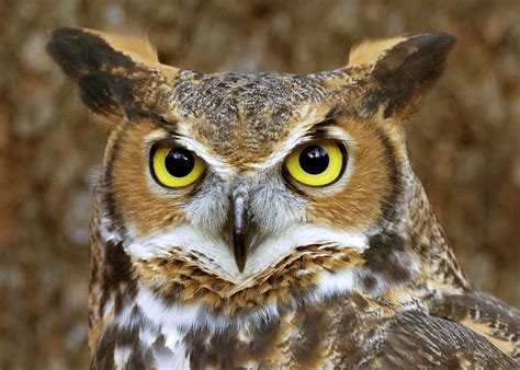 Owl The Biggest Animals Kingdom