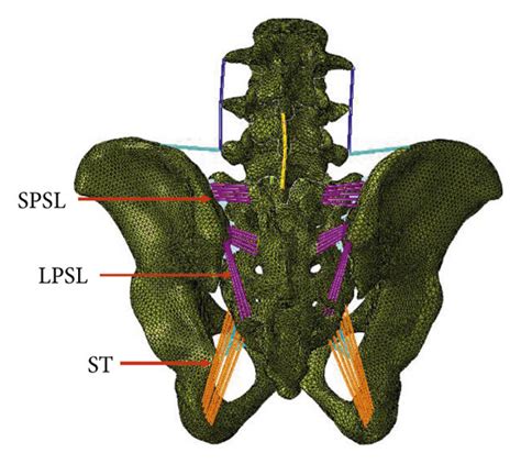 Ventral A And Dorsal B Views Of The Finite Element Model Ligaments