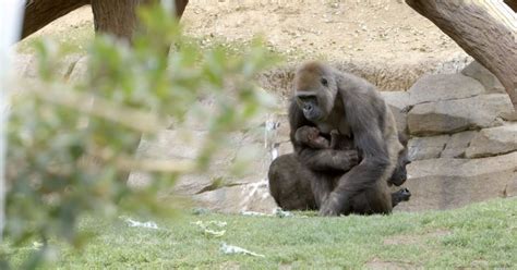 Heartwarming Reunion Baby Gorilla Finds Mother After Being Separated