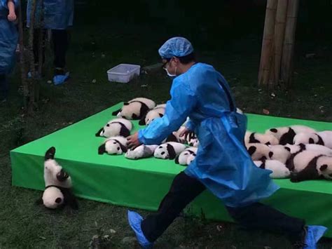 Its Impossible To Contain The Cuteness That Is 23 Baby Pandas Neatorama