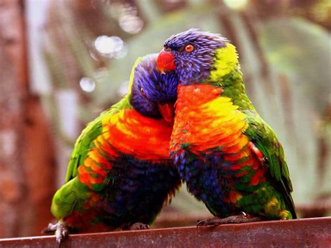 High quality and hd love wallpapers. wallpapers: Love Birds Wallpapers