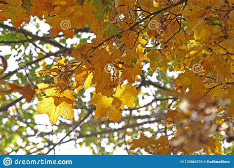 Fall Foliage Leaves Depend Run Autumn Maple Leaves Beautiful Autumn