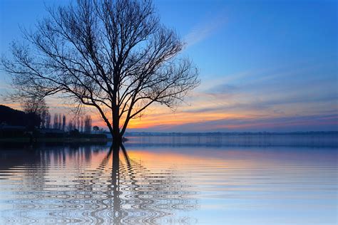 Free Photo Tree Lake Mirroring Isolated Free Image On Pixabay
