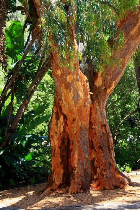 Austwood Australia Red Gum Australian Native Plants Tree