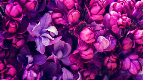 Images Violet Macro Lilac Flowers Closeup 2560x1440
