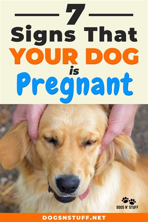 Review Of How To Tell If My Dog Is Pregnant At 4 Weeks 2022