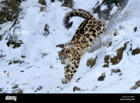 Snow Leopard Panthera Uncia Juvenile Jumping From Snowy Rock