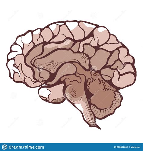 Brain Cerebrum Encephalon In Section Anatomical Hand Drawn Icon