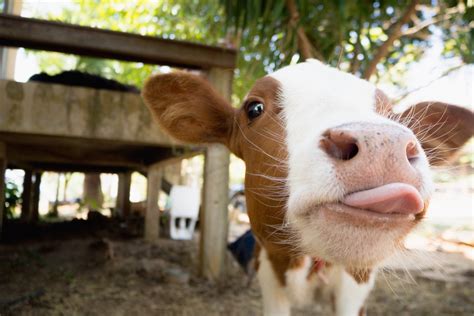 28 Cow Photos That Are Too Adorable For Words — Best Life