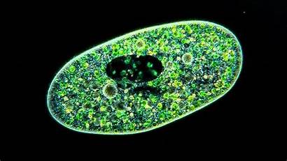Paramecium Algae Microscopic Bursaria Showing