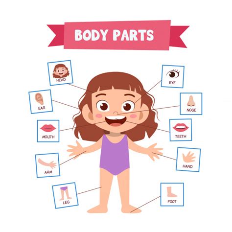 Partes Del Cuerpo Humano Vector Premium