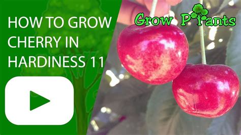 How To Grow Cherry Tree In Hardiness Zone 11 Plant Information Climate Hardiness Zone Uses