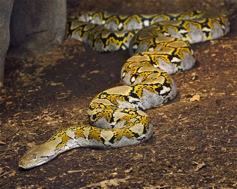 Worlds Longest Snake The Asiatic Reticulated Python Brog Flickr