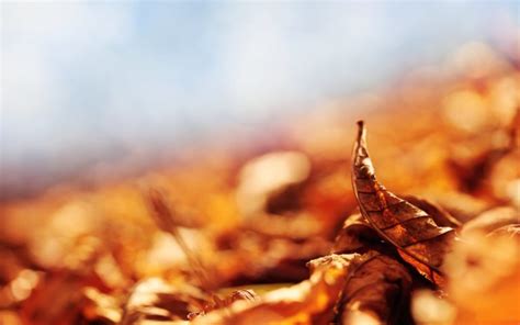 Autumn Dry Leaves Wallpaper 2560x1600