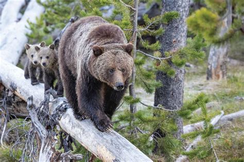 Beautiful Images Of The Worlds Bears