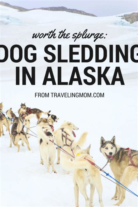 Dog Sledding In Alaska Is It Worth The Splurge Traveling Mom In