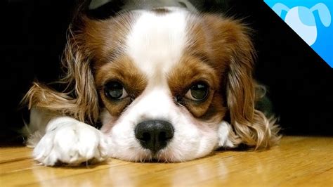 Cavalier King Charles Spaniel Facts Youtube
