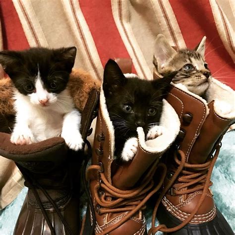 Three Kittens In Boot Cat In Boot Cute Cats Photos Cute Cats Cute Cat