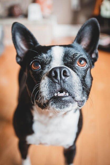Premium Photo Adorable Bulldog Puppies Cuteness Overload With