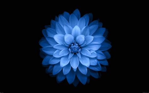 Free Download Apple Iphone Blue Lotus Flower Hd Desktop Wallpaper
