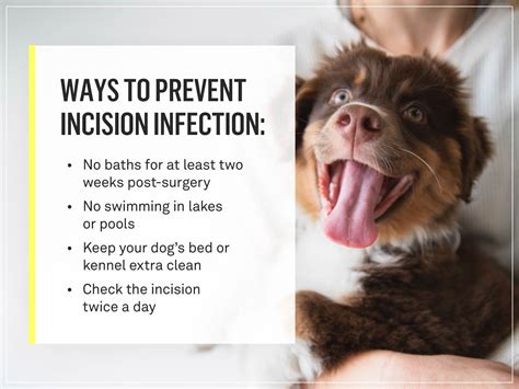 What Should A Spay Incision Look Like Everything You Need To Know