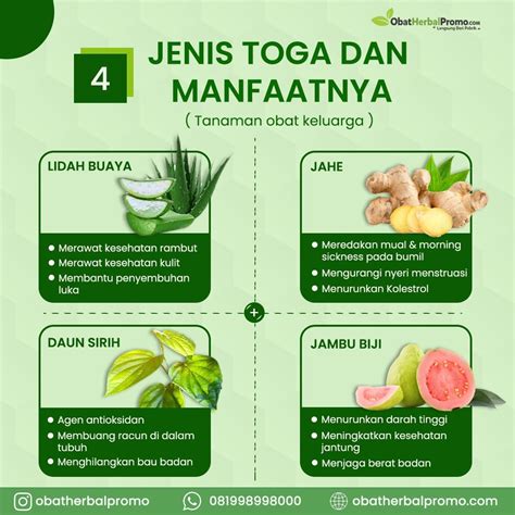 Jenis Tanaman Obat Dan Manfaatnya Homecare