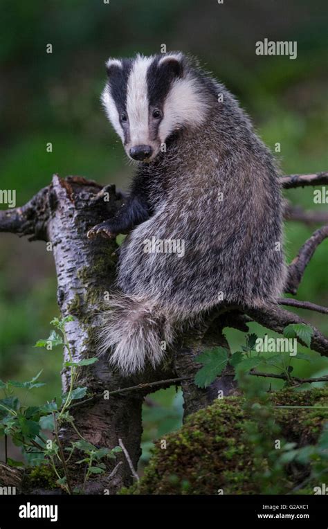 European Badger Meles Meles Sitting Hi Res Stock Photography And Images