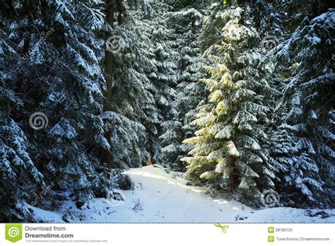 Pine Tree Forest During Winter Stock Image Image Of