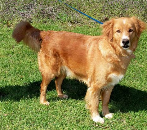 Golden Retriever Mix For Adoption Petsidi