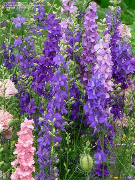 Full Size Picture Of Rocket Larkspur Giant Imperial Mix Consolida