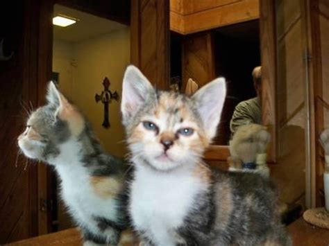 Why buy a manx kitten for sale if you can adopt and save a life? Manx Calico kittens for Sale in Lake San Marcos ...