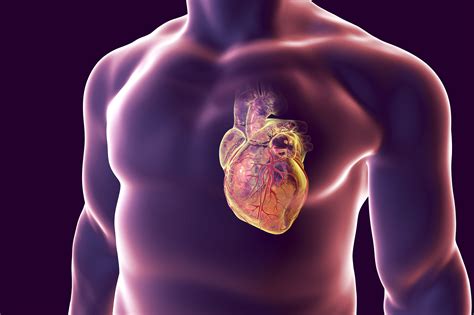 Coronary Arteries Anatomy And Function