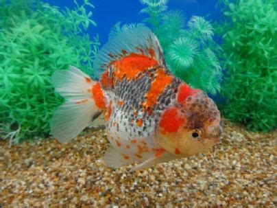 Goldfish Auction | Goldfish, Betta fish types, Oranda goldfish
