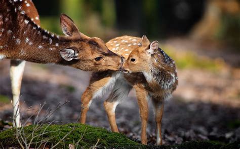 Dadurch werden auch viele tiere und vögel bedroht. Winterbilder Tiere Als Hintergrundbild / schöne ...