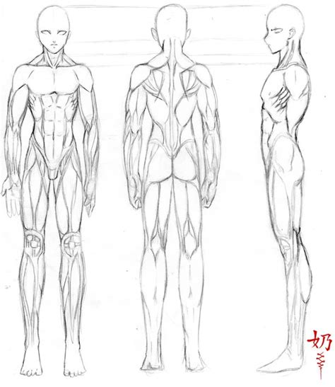 Cập Nhật 70 Anime Anatomy Siêu đẹp Co Created English