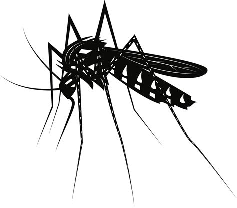Mosquito Clipart Black And White Png Download Full Size Clipart