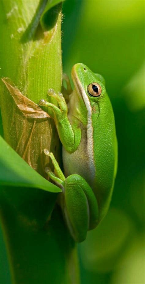 green tree frog by rosemary rumsey on frogs toads turtles etc tree frogs frog