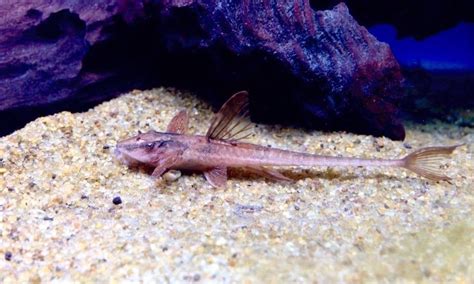 Red Whiptail Catfish L A Rineloricaria