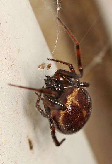 Cobweb Spider Steatoda Borealis Steatoda Borealis Bugguidenet