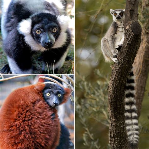 Endangered Species Day 2019 - Safari West