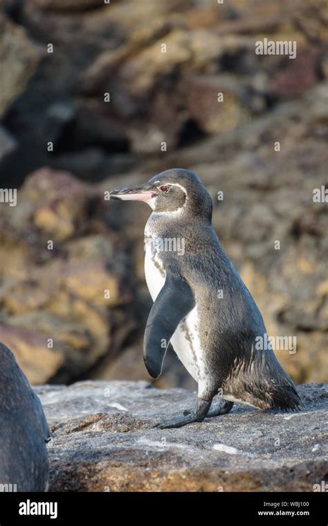 A Galapagos Penguin On A Rock In Santiago Island Galapagos Island