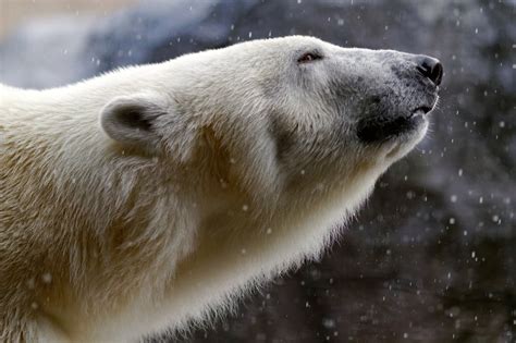 Hintergrundbilder Tiere Tierwelt Eisbären Whiskers Braunbär Bär